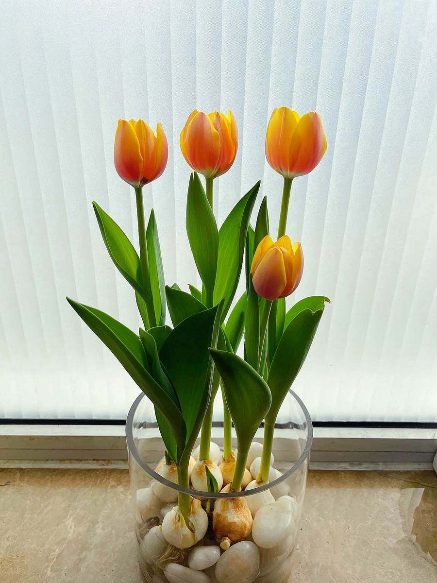 各种花卉盆栽优惠券