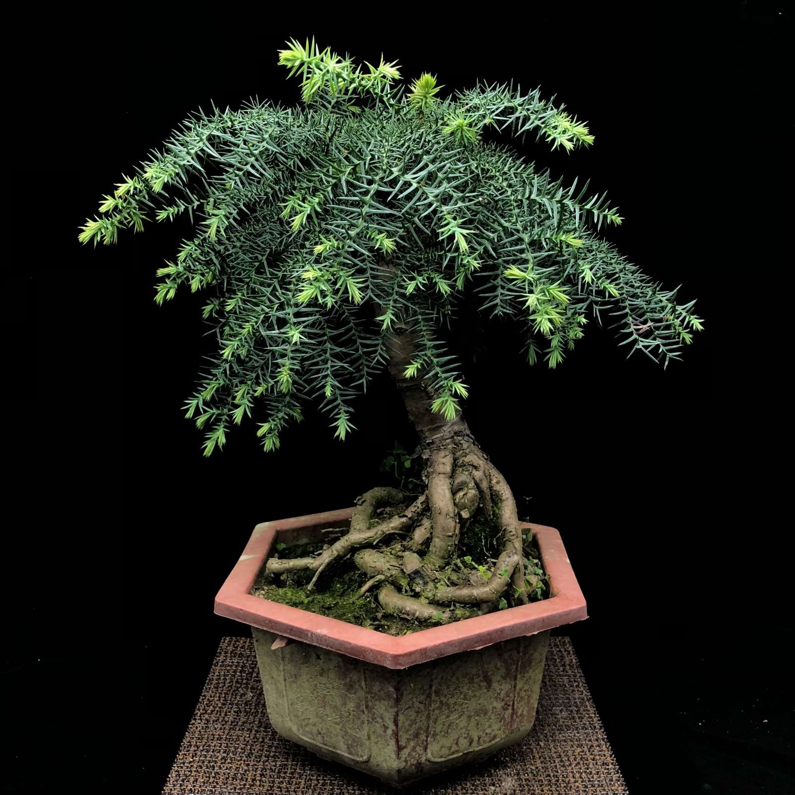 澳洲杉适合客厅摆放吗 澳洲杉放在室内什么位置风水