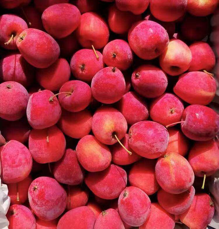 新鲜应季东北鸡心果大秋果沙果海棠果龙丰果吉林苹果水果五斤