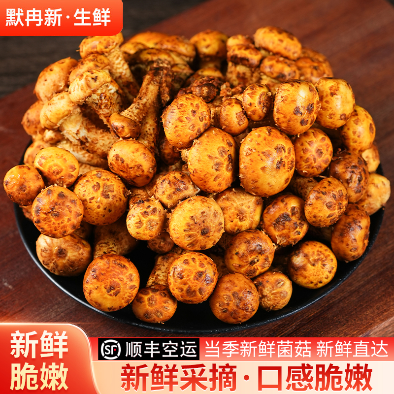 【现货】新鲜虎松茸菌500g现摘云