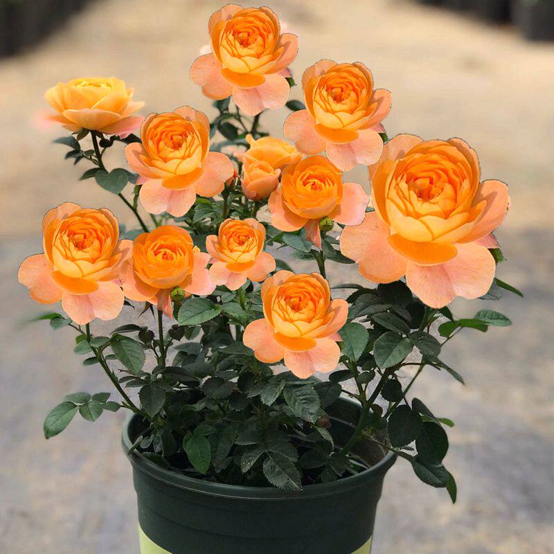 果汁阳台月季大苗盆栽浓香带花庭院四季开花蔷薇植物阳台玫瑰花卉