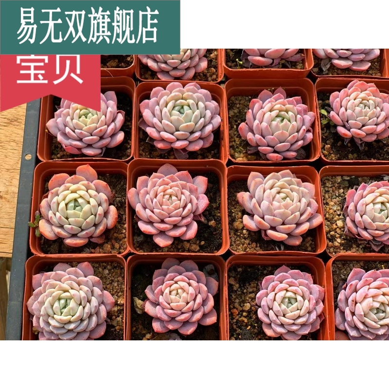多肉植物(韩国母本,非冰玉x雪兔)已售0新品淘宝$21折后价$21巨人吸财