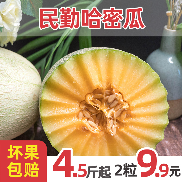 甘肃民勤哈密瓜4.5斤起2粒装甜瓜