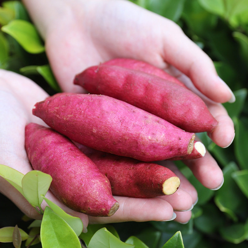 正宗临安天目山小香薯金手指板栗红薯新鲜农家自种小番薯地瓜山芋