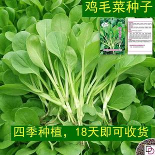 全新鸡毛菜种子 四季播种抗热耐寒蔬菜种子小白菜籽有机小青菜籽