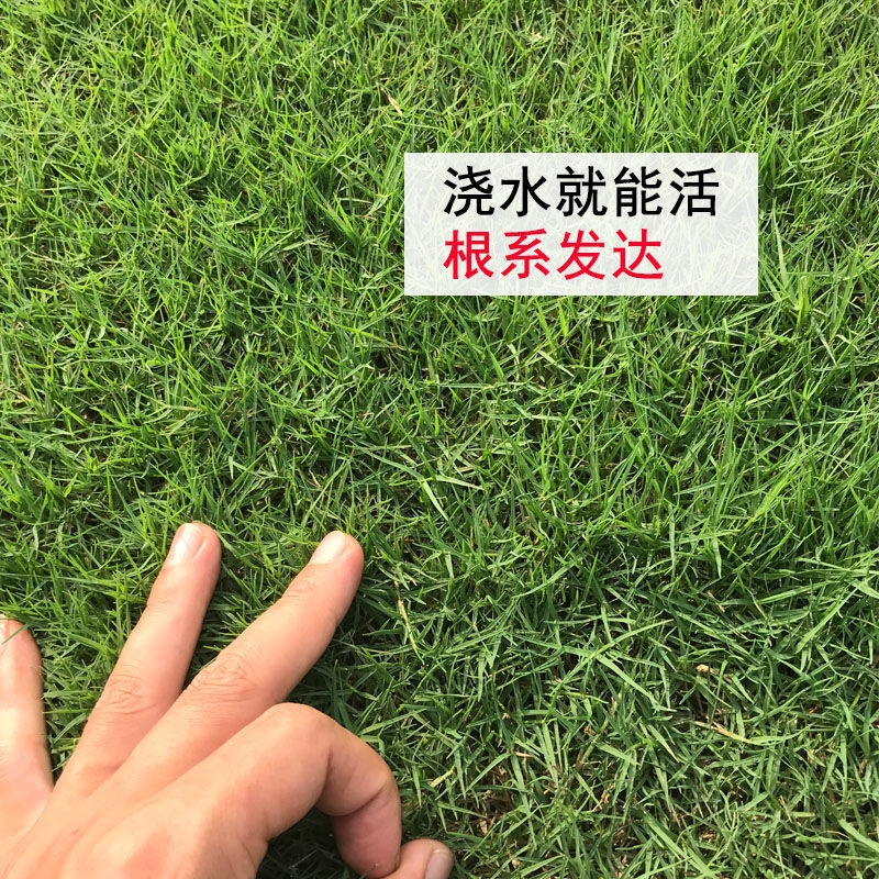 草坪种子四季常青免修剪黑麦草高羊茅狗牙根马尼拉护坡草皮草籽