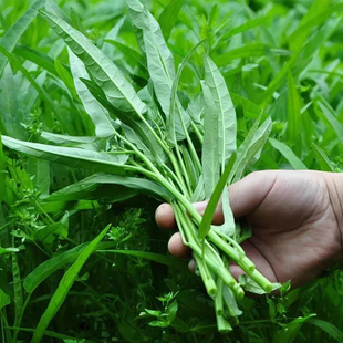 空心菜种籽秧苗四季白梗通菜种子蔬菜种孑阳台种菜青梗柳叶空心菜