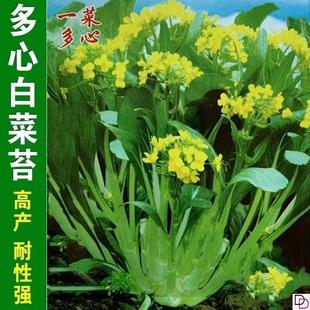 广东甜连州菜心种子一年四季20天多子多孙菜苔油青菜种籽蔬菜种孑