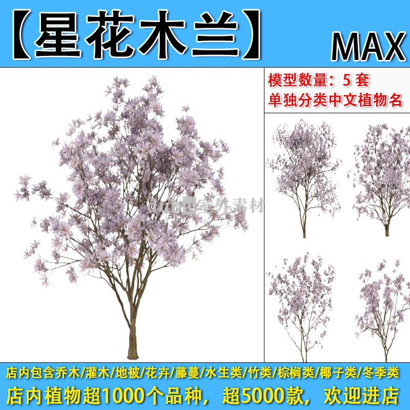 乔木-237-【星花木兰】max植物模型-园林景观室外3d植物模型素材
