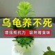 养龟四宝套餐龟缸造景植物乌龟专用缸活物养乌龟小宠物巴西龟水草