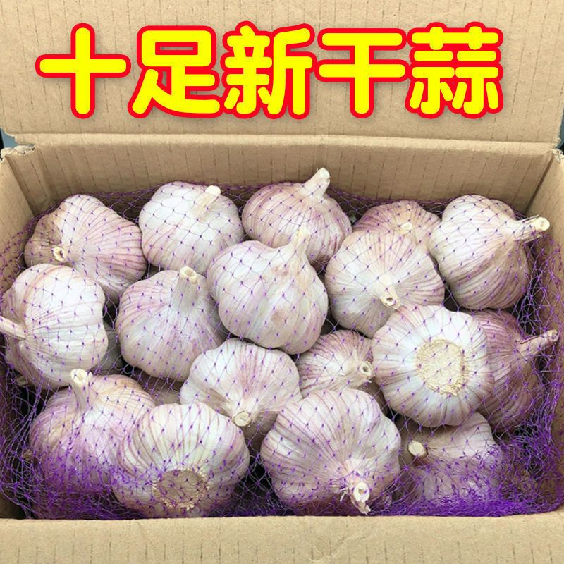 河南紫白皮干蒜新鲜农家蔬菜多瓣大蒜