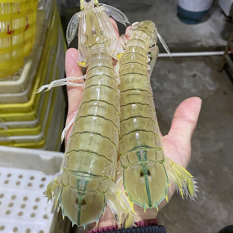 皮皮虾 虾爬子 鲜活