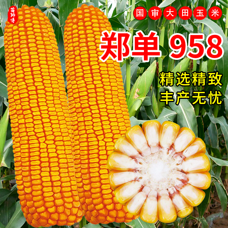 中玉787玉米种图片
