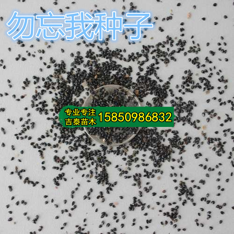 忽忘我种子情人草种子跳舞草种子勿忘草星辰花种子满天星花籽种子