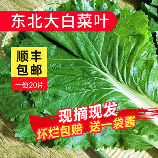 打饭包菜叶东北大白菜叶饭包叶即食蘸酱蔬菜包饭菜新鲜20叶送酱