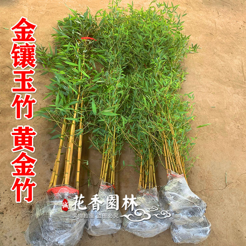 庭院植物竹子苗金镶玉竹黄金竹盆栽绿植四季常绿景观竹室外绿化苗