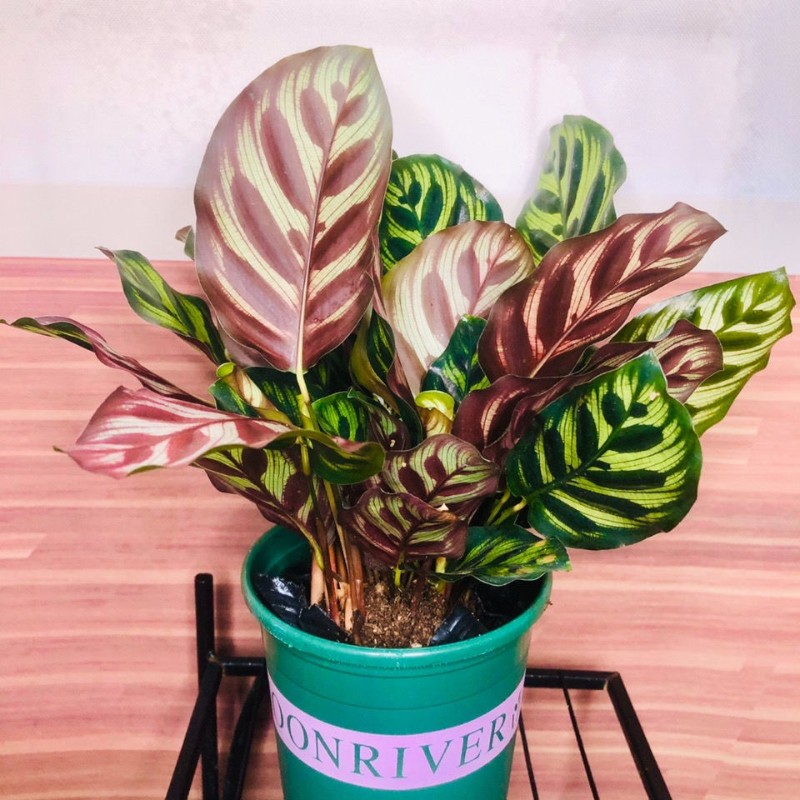 孔雀红美丽彩虹玫瑰竹芋室内水培盆栽四季常青植物