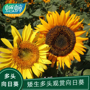 偏減性食物_密碼子使用偏性_密碼子使用偏性