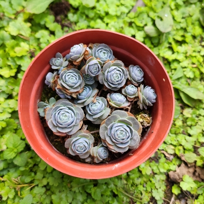k年持莲花多肉植物植物r垂合多肉组盆子持莲华多肉植物子持子华肉