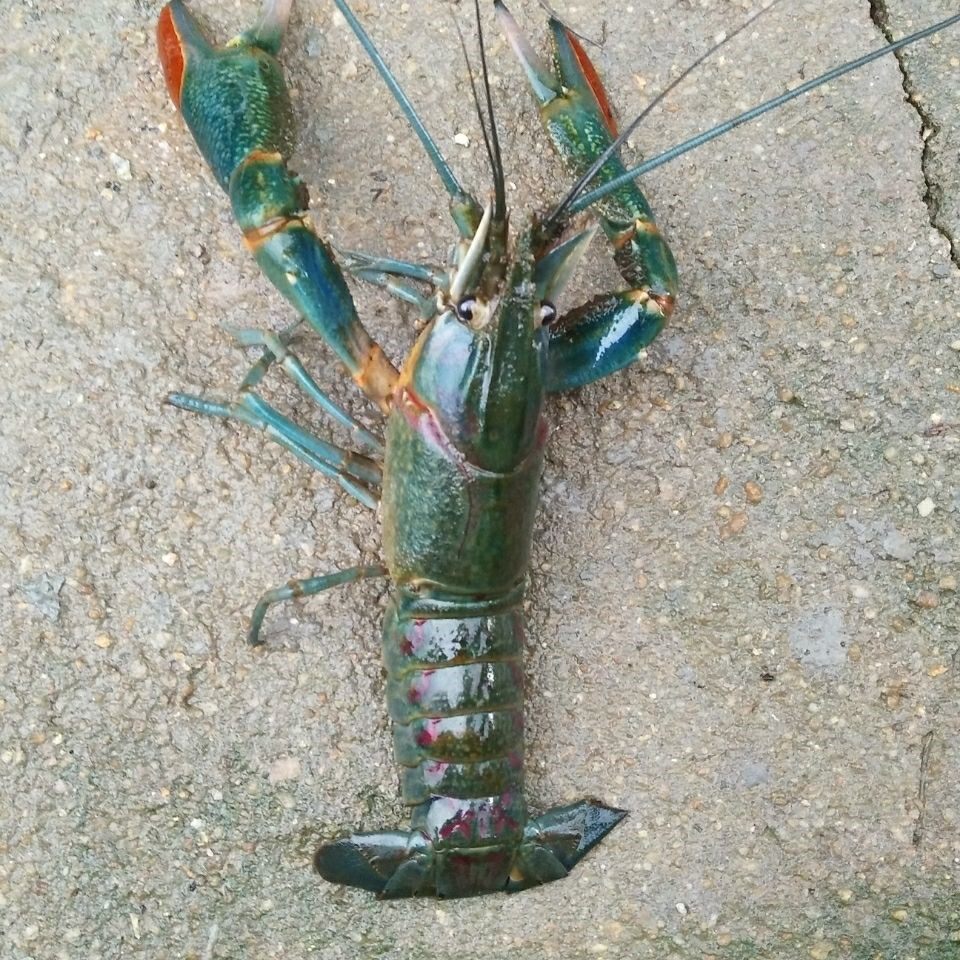 热销澳洲淡水龙虾虾苗_澳洲淡水龙虾外塘养殖种苗繁殖鲜活大龙虾鱼缸