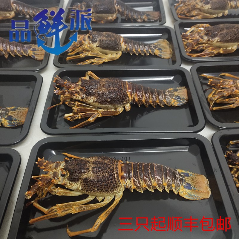 论只卖冷冻澳龙虾仔青龙仔生猛海鲜小澳龙南非龙虾仔澳龙