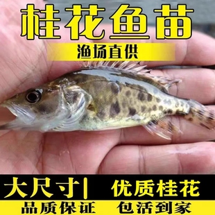 鳜鱼苗包活保真桂花鱼苗臭鳜鱼苗淡水养殖食用活体苗贵鱼季鱼花鱼