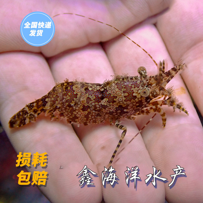 假绵羊虾 薄荷虾 活体珊瑚海缸除藻吃藻生物快递包活