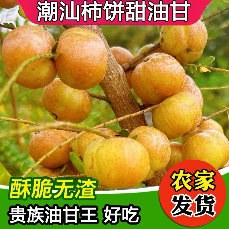 油柑鲜果油甘果新鲜油甘果牛甘余甘果