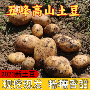 湖北五峰小土豆10斤整箱高山新鲜洋芋迷你黄皮黄心士豆马铃薯蔬菜