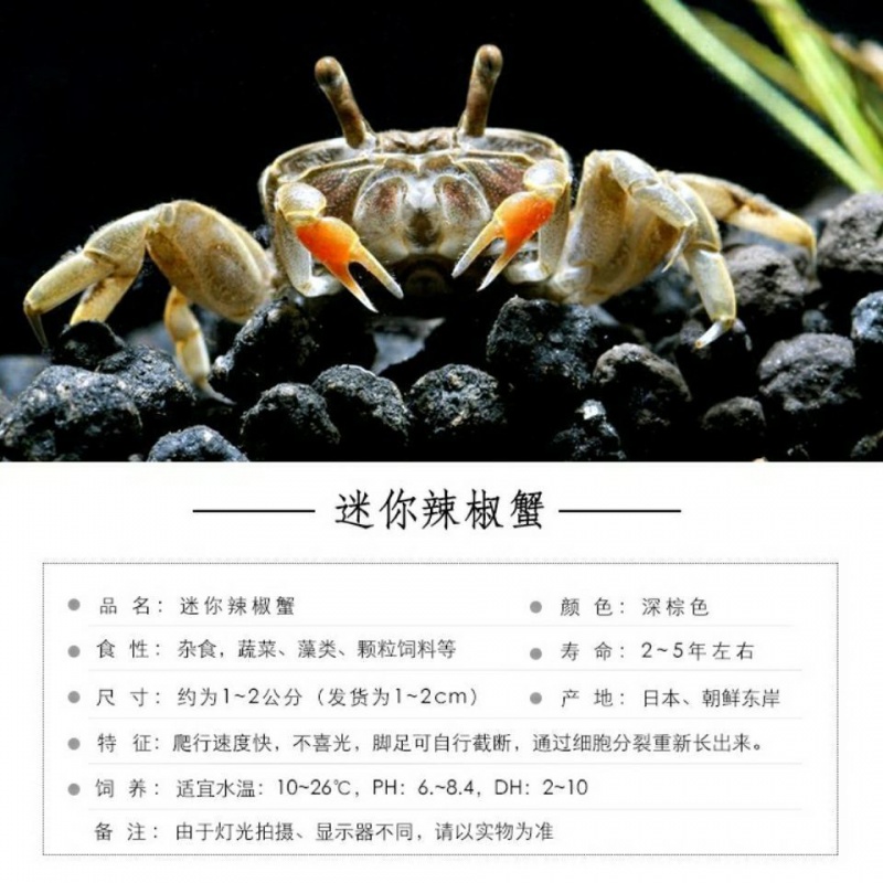 水族迷你辣椒蟹好养小螃蟹活体观赏蟹宠物蟹除藻淡水蟹桌面宠物