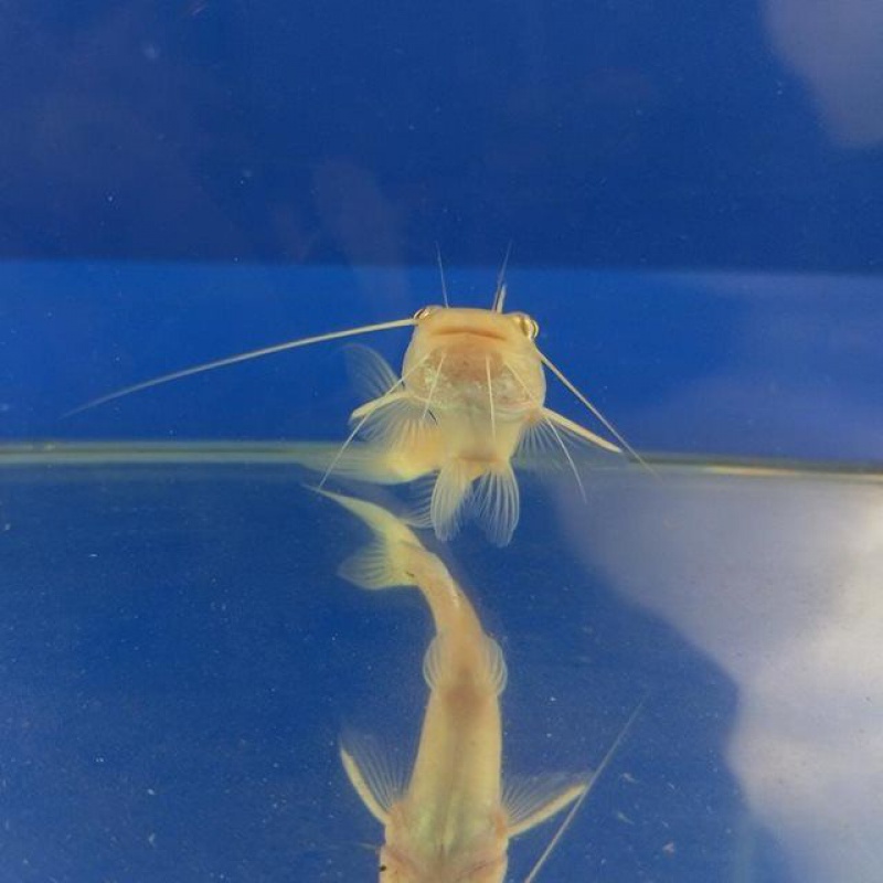 金丝猫鱼活体黄金招财猫鱼新手大型热带鱼观赏鱼混养龙鱼配鱼包邮