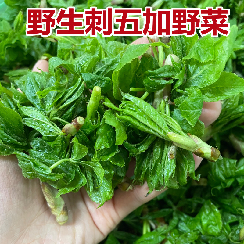 东北特产新鲜山野菜刺五加野菜新鲜刺果棒老虎潦蘸酱菜农产品