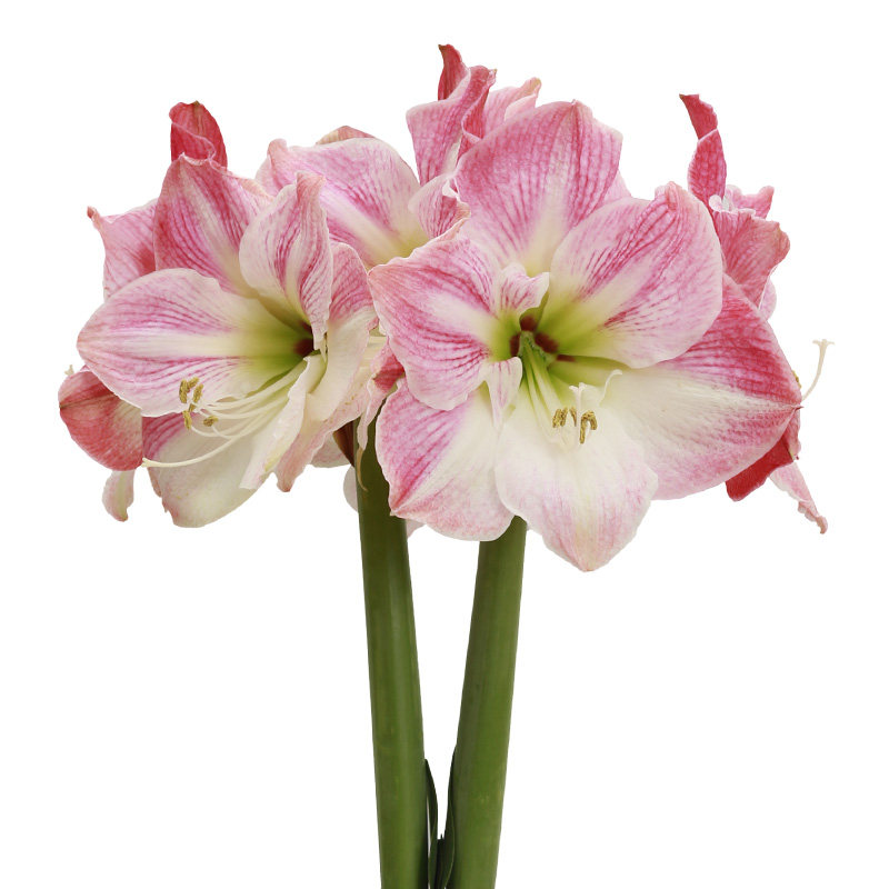 圣茵秘鲁进口朱顶红 樱花大花型易长侧球多年生植物耐热耐旱易活