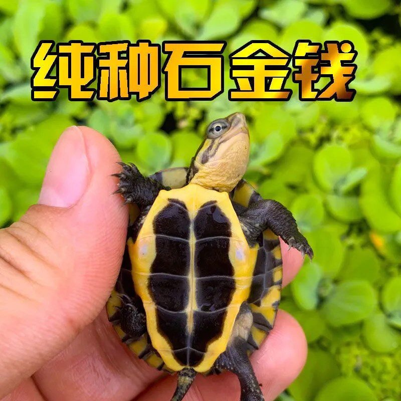 正宗纯种南石金钱幼龟活龟南石金钱龟南石苗n石龟苗宠物小乌龟活