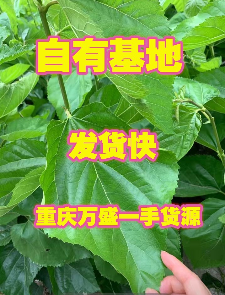 新鲜嫩桑叶重庆发货成都贵阳西安长沙武汉昆明2斤包邮蚕宝宝2送1