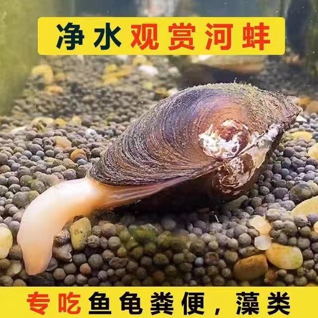 鳑鲏繁殖专用河蚌鲜活观赏宠物淡水小河蚌鱼缸净水活物除藻冷水