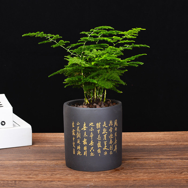 唐山云竹矮生文竹紫砂小盆w栽室内办公室花卉绿植盆景微景观植物