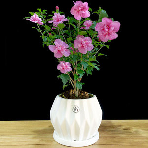 【木本花卉盆栽阳台植物牡丹图片】木本花卉盆栽阳台植物牡丹图片大全