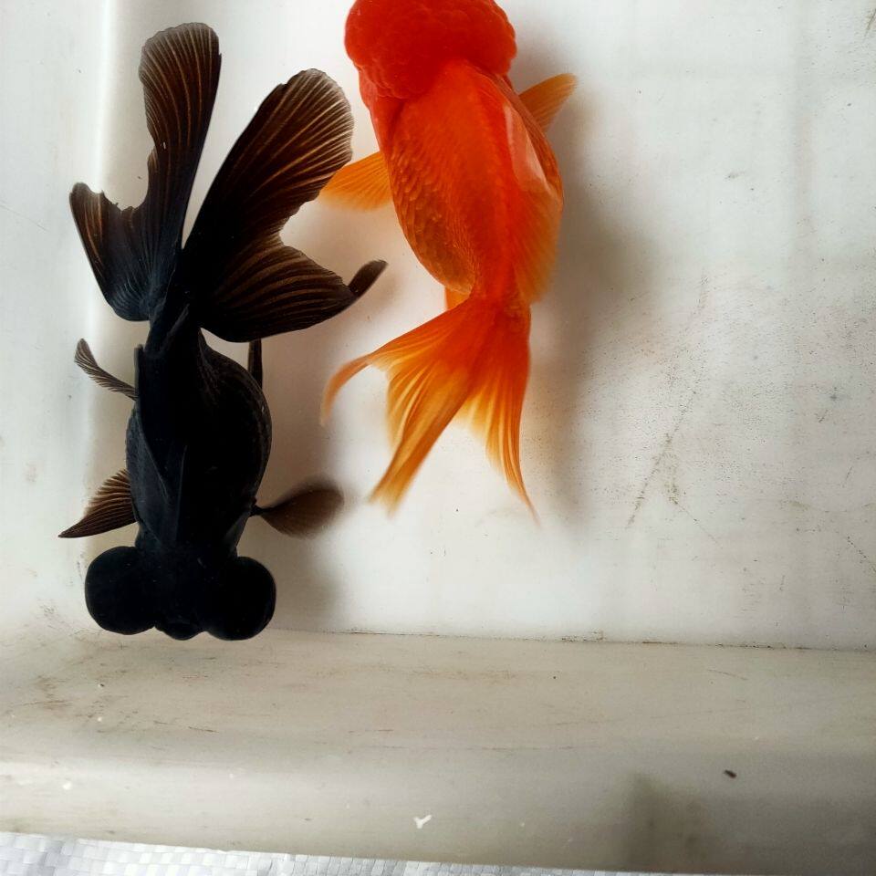 活体金鱼:顶红,国狮,龙睛,兰寿,鎏金,百褶泰狮,元宝狮等!