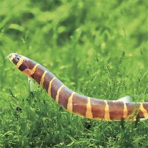 蛇仔鱼苦力图片