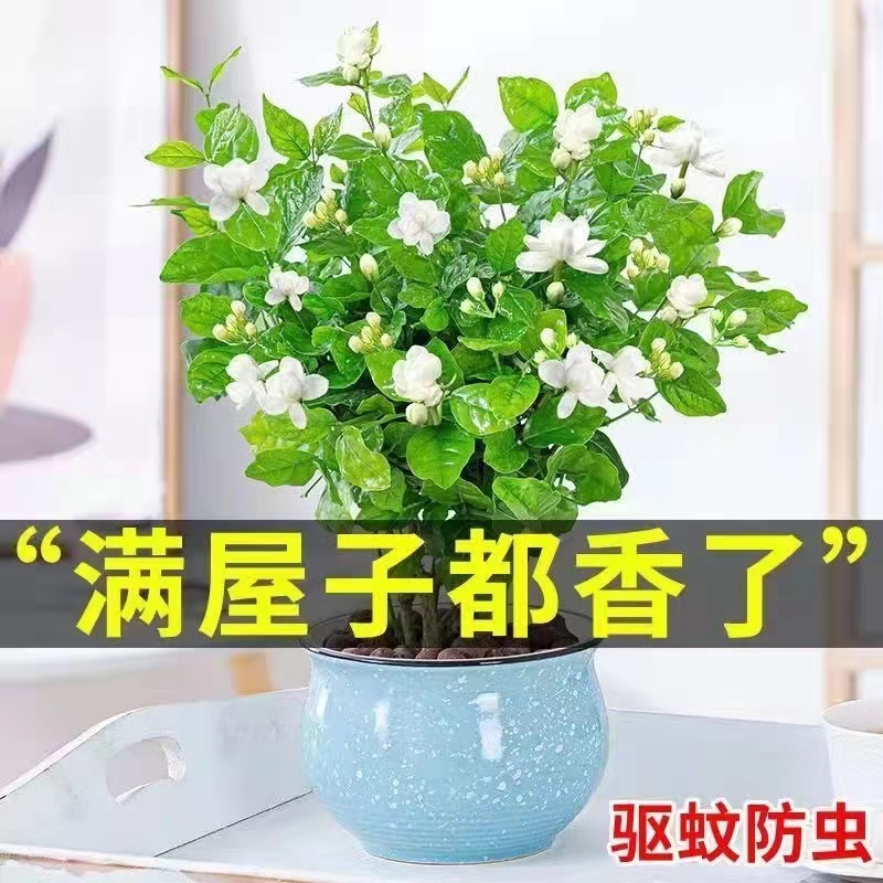 茉莉花盆栽重瓣开花浓香四季好养室内阳台庭院驱蚊防蚊观花卉绿植