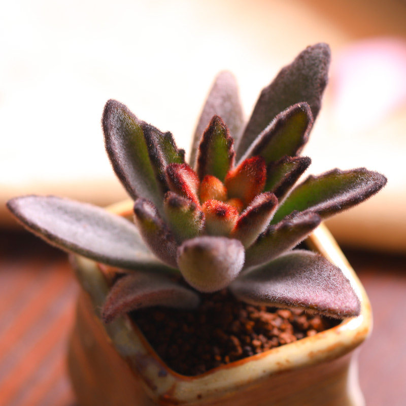 兔耳朵多肉植物月兔耳办公室肉肉植物净化空气吸甲醛萌萌哒多肉