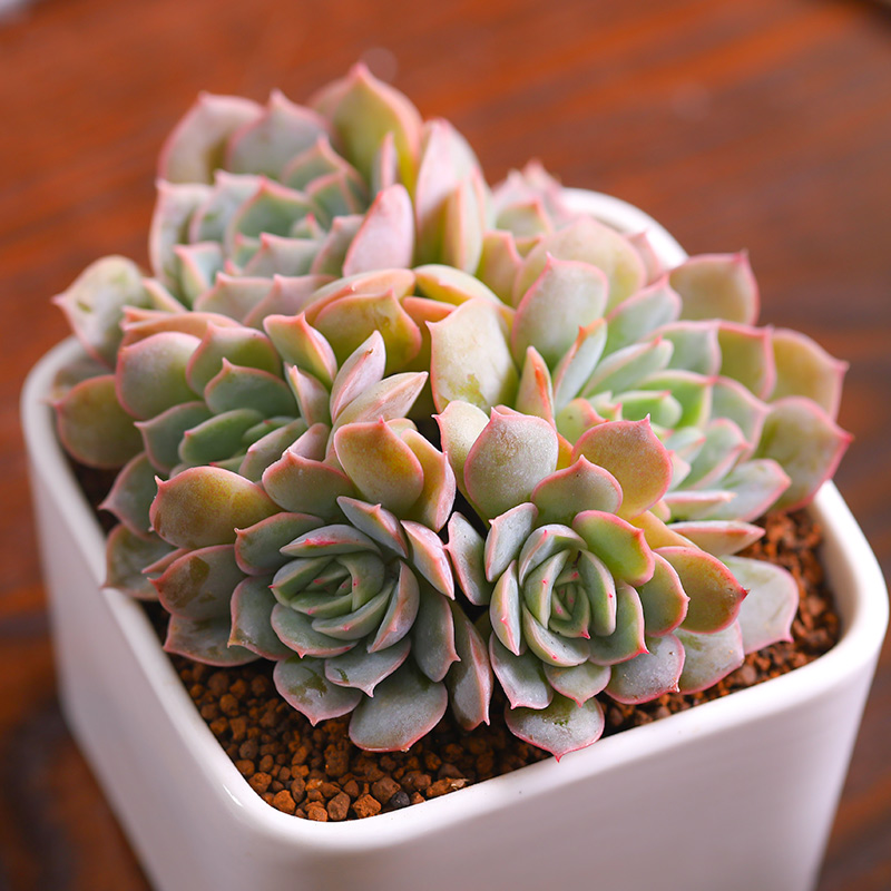 多肉植物昂斯诺多头群生盆栽植物好养绿植花卉室内花稀有品种清仓