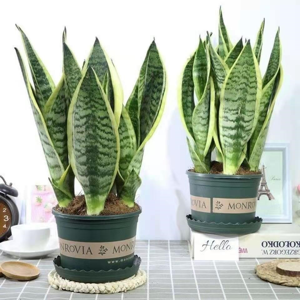 金边虎皮兰新房吸甲醛盆栽内净化空气绿植花卉办公室四季好养活