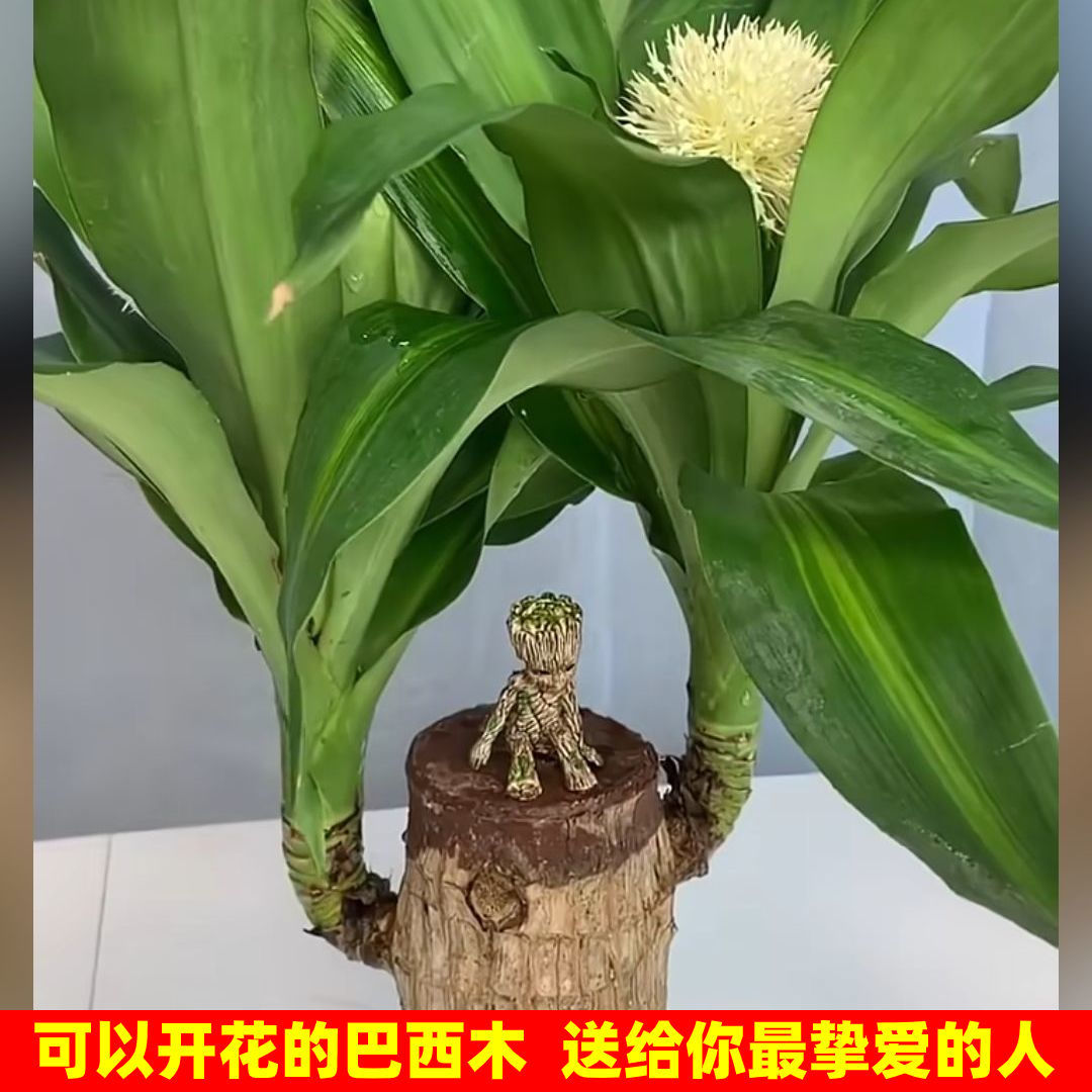 巴西木水养幸运木带芽水培盆栽室内开花植物格鲁特火影摆件小树人