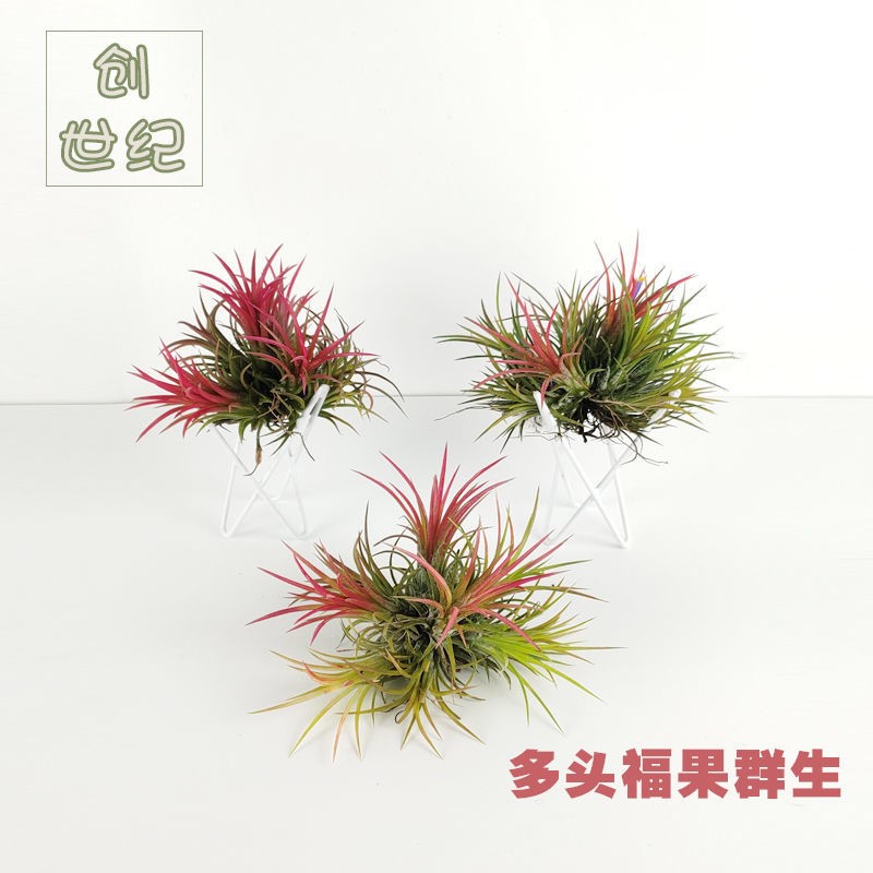 空气凤梨无土植物福果精灵懒人花卉办公室内易养桌面吸甲醛净空气