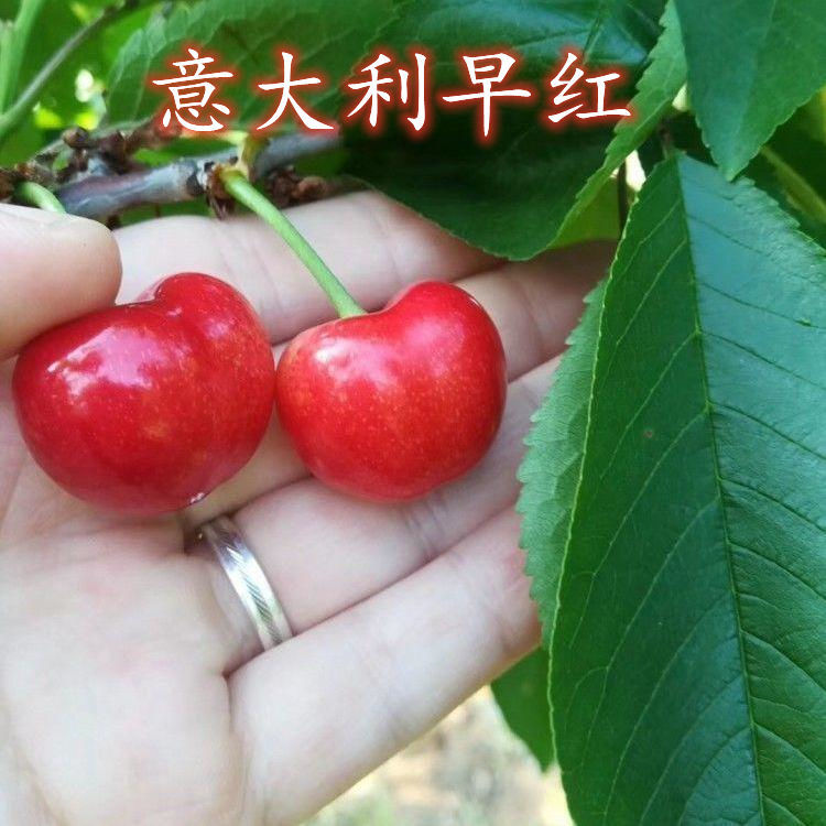 意大利早红大樱桃山东大盆栽樱桃苗