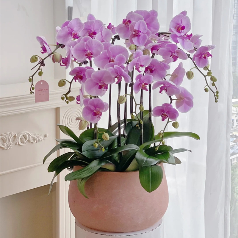蝴蝶兰盆栽北京上海广州南京杭州深圳乔迁鲜花同城速递商务花卉店