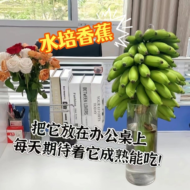 禁止焦虑办公室桌面水培香蕉水果绿植可食用一整株带杆广西小米蕉