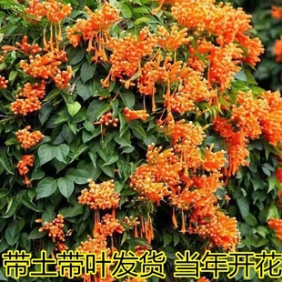 炮仗花苗爬藤植物盆栽鞭炮花四季常绿阳台庭院垂吊攀爬藤本花苗